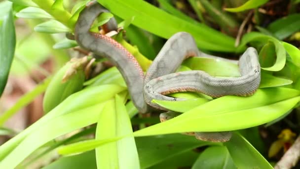 Vídeo Serpiente Pitviper Planta Con Hojas Verdes — Vídeos de Stock