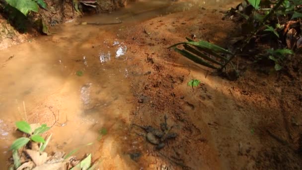 Vídeo Río Selvas Tropicales Vapor Que Fluye — Vídeos de Stock