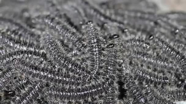 vidéo des chenilles de la tenthrède sociale, Perreyia sp, Equateur 