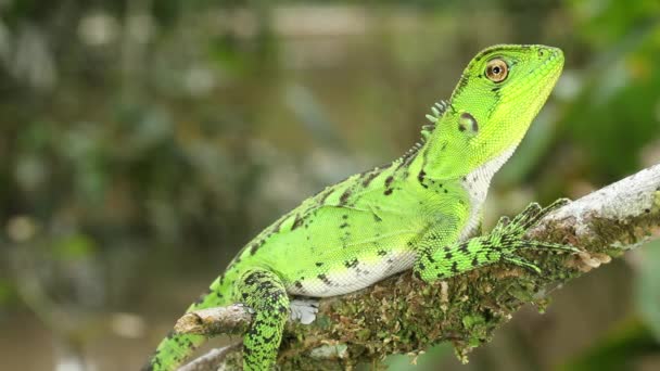 木の幹にアマゾンの森のドラゴンのビデオ Enyalioides Laticeps — ストック動画