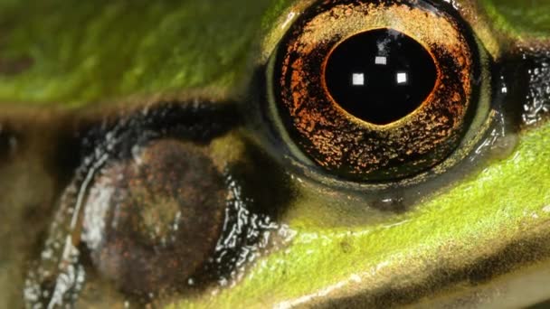 Vidéo Frog Jungle Tropical Frog — Video