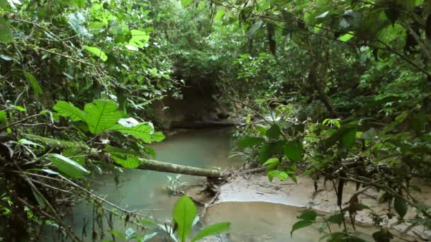vidéo des arbres forestiers et du débit fluvial, forêt tropicale en Amazonie équatorienne