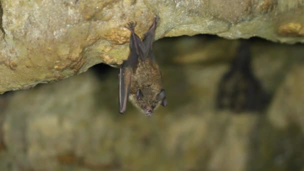 Vidéo Groupe Chauves Souris Dans Grotte — Video