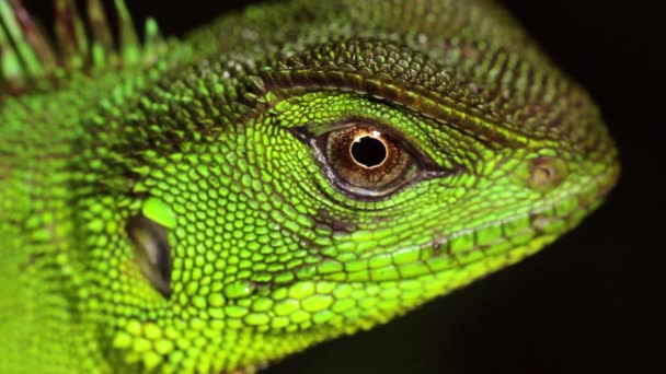 亚马逊森林龙的录像 闭上你的眼睛 Enyalioides Laticeps — 图库视频影像