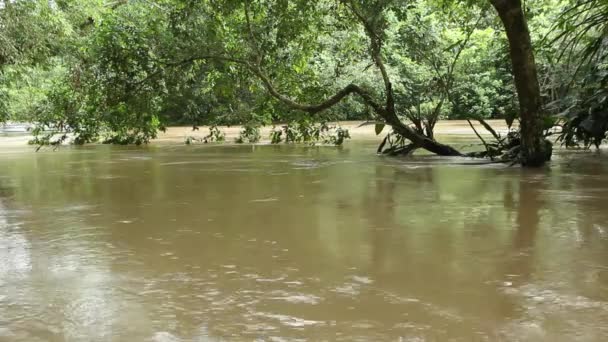 vidéo de la rivière dans les jungles tropicales, Rio Napo en Amazonie équatorienne 