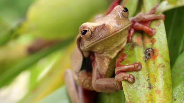 Vídeo Animal Anfibio Rana Surinam Treefrog Ojos Dorados Trachycephalus Coriaceus — Vídeos de Stock