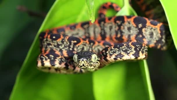 Vídeo Serpente Amazônia Juvenil Árvore Boa Corallus Hortulanus Amazônia Equatoriana — Vídeo de Stock