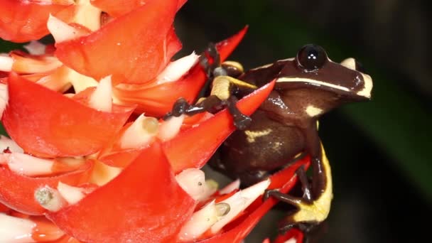 Vidéo Grenouille Sur Fleur Plante Rouge Frappe Grenouille Arbre Nyctimantis — Video