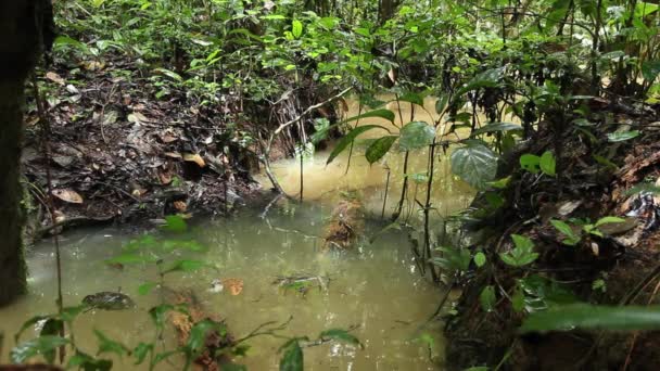 Amazonas Regenwald Baumwurzeln Und Wasserteich Video — Stockvideo