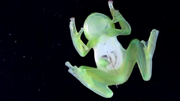 Video Transparent Frog Glass Frog Vitreorana Oyampiensis — Stock Video