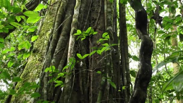 Video Tropical Forest Trees Flora Nature — Stock Video