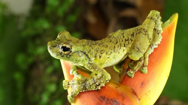 Video Žáby Canelos Treefrog Ecnomiohyla Tuberculosa — Stock video