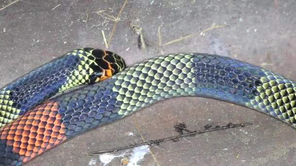 Video Serpiente Coral Amazónica Micrurus Spixii Obscurus Parque Nacional Yasuní — Vídeos de Stock