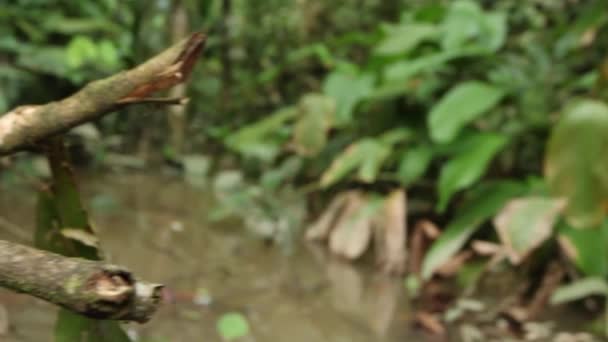 Video Amazonského Draka Lesního Kmeni Stromu Enyalioides Laticeps — Stock video