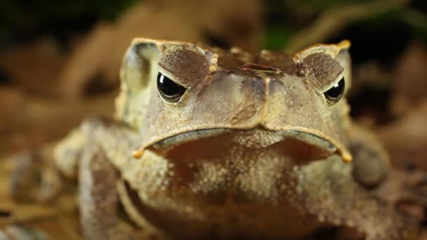 Video Rana Animal Sapo Bosque Crestado Rhinella Dapsilis Parque Nacional — Vídeo de stock