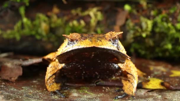 热带雨林蛙的视频 — 图库视频影像