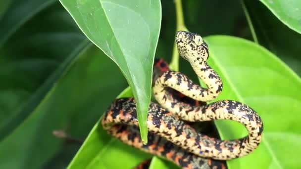 Wideo Młodocianym Wężem Amazońskim Corallus Hortulanus Ekwadorska Amazonka — Wideo stockowe