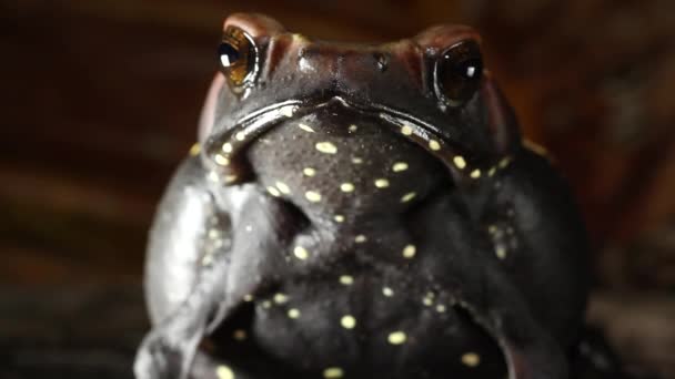 Vídeo Sapo Spotted Toad Rhaebo Guttatus Amazônia Equatoriana — Vídeo de Stock