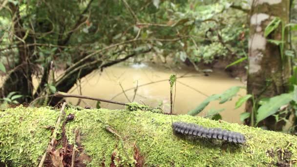 Video Worm Caterpillar Crawling Mossy Log Rainforest Ecuador — Stock Video