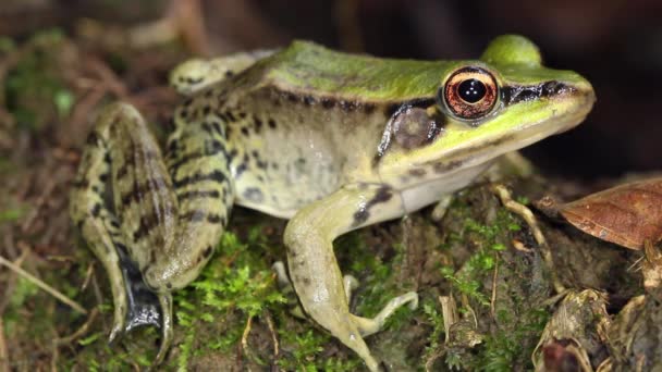 Video Von Frosch Tropischer Dschungelfrosch — Stockvideo