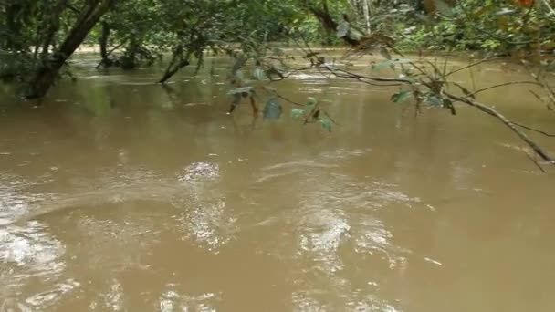Video Řeky Tropických Džunglích Rio Napo Ekvádorské Amazonii — Stock video