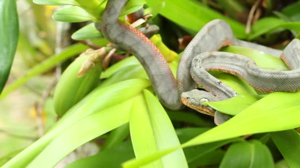 Vídeo Serpiente Pitviper Planta Con Hojas Verdes — Vídeos de Stock