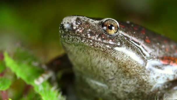 vidéo de grenouille dans l'herbe de mousse, la flore et la faune 