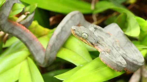 Video Pitviper Snake Plant Green Leaves — Stock Video