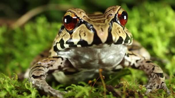 Vídeo Animal Anfibio Rana Ahumada Selva Leptodactylus Pentadactylus Amazonía Ecuatoriana — Vídeos de Stock