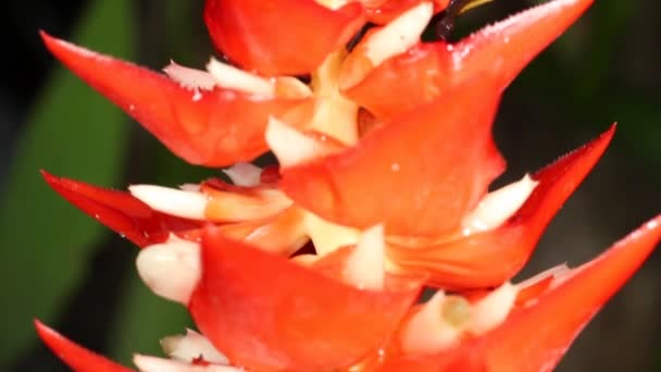 Video Rana Flor Planta Roja Golpeando Rana Agujero Árbol Nyctimantis — Vídeos de Stock