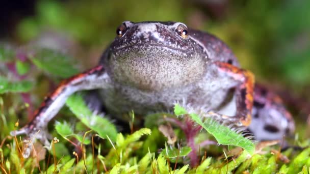 Video Groda Mossgräs Flora Och Fauna — Stockvideo