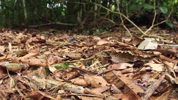 Видео Змеи Лесной Массив Листьями — стоковое видео