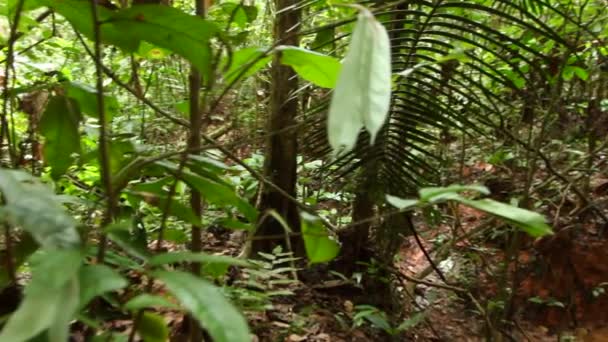 Groene Bosbomen Flora Het Milieu Video Van Tropische Plantenbladeren — Stockvideo