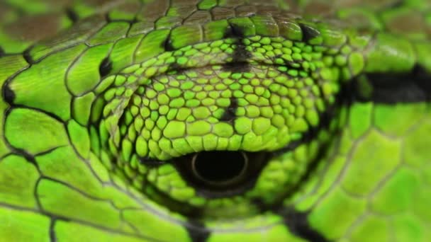 Video Dragón Selva Amazónica Lagarto Verde Enyalioides Laticeps — Vídeos de Stock