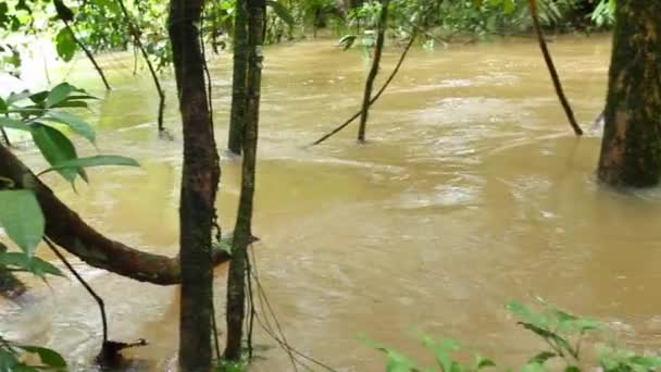 vidéo de feuillage de forêt tropicale verte, écoulement de la rivière brune 