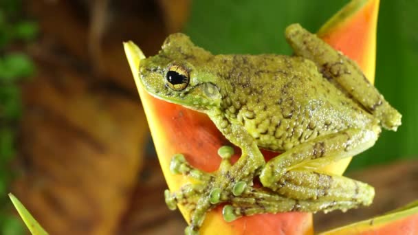 Vídeo Rana Animal Canelos Treefrog Ecnomiohyla Tuberculosa — Vídeo de stock