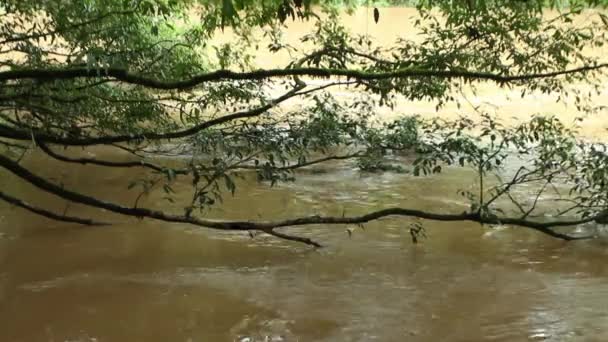 Vídeo Árvores Florestais Fluxo Fluvial Floresta Tropical Amazônia Equatoriana — Vídeo de Stock