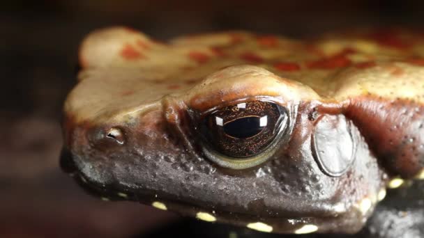 Video Frog Spotted Toad Rhaebo Guttatus Ecuadorian Amazonz — Stock Video
