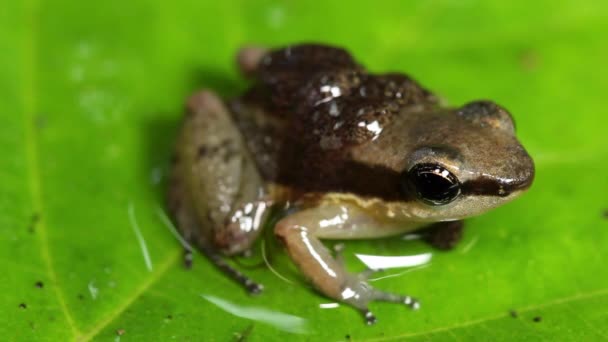 Sapo Tropical Natureza Vídeo — Vídeo de Stock