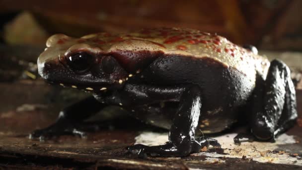 Tropik Kahverengi Kurbağa Videosu — Stok video