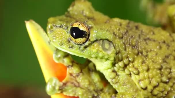 Видео Лягушки Canelos Treefrog Ecnomiohyla Tuberculosa — стоковое видео