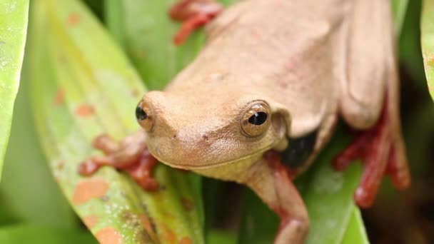 Vídeo Animal Anfibio Rana Surinam Treefrog Ojos Dorados Trachycephalus Coriaceus — Vídeos de Stock