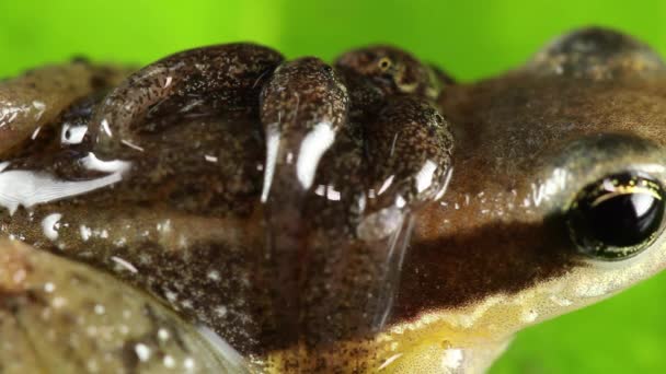 grenouille tropicale dans la nature. vidéo 