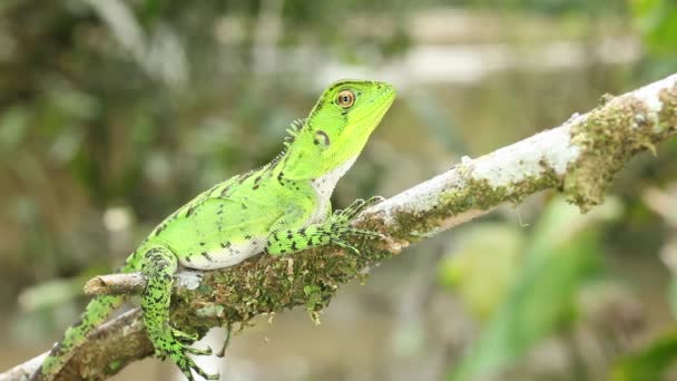 Video Drago Della Foresta Amazzonica Sul Tronco Albero Enyalioides Laticeps — Video Stock