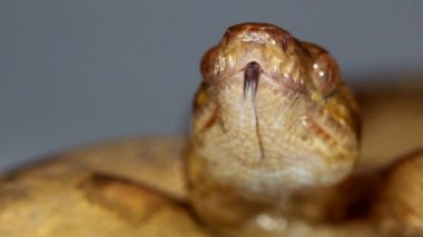 Zehirli Fer de Lance yılanı videosu, dilli Bothrops atrox. 