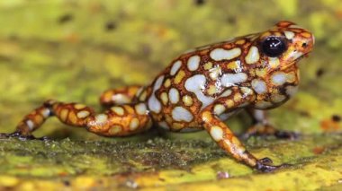Harlequin Zehirli Kurbağa Nefes, Batı Ekvador, yeşil yapraklı lita 