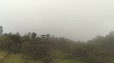 Kır manzarasının sisli videosu, yeşil çayırlarda inekler otlanıyor. 