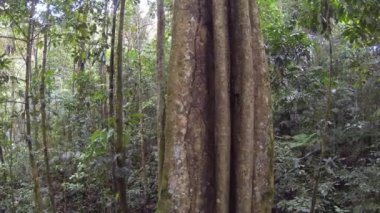 Tropikal yağmur ormanlarındaki büyük ağaç, Ekvador Yukarı Amazon, Napo Eyaleti, video 