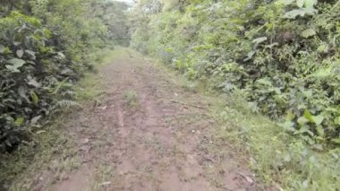 Video, ormanda yol, ağaçlarla, yaz mevsimi. 