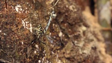 Doğadaki hatanın videosu, böcek